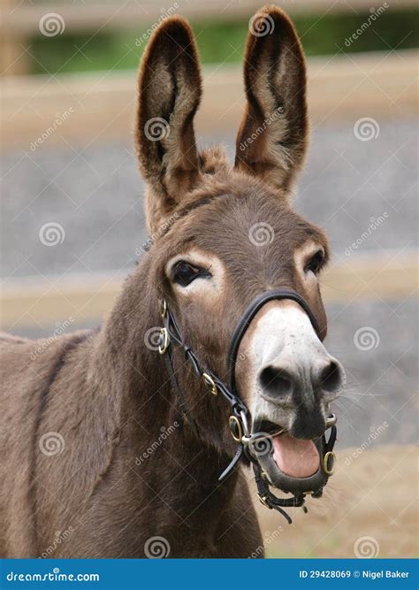 Donkey Head Shot Royalty Free Stock Images Image 29428069