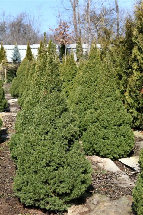 Photo Of The Entire Plant Of Dwarf Alberta Spruce Picea Glauca Var