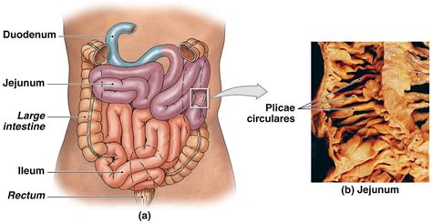 Food is broken down into smaller and smaller particles. MCB 247 FINAL - Molecular And Cellular Biology 247 with ...