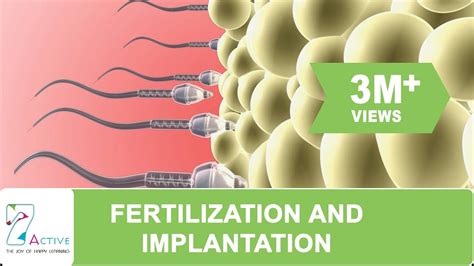 Fertilization And Implantation Youtube