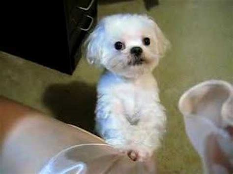 You can put him facedown on your lap, or on your arm with his. Maltese puppy crying DOLBY! - YouTube