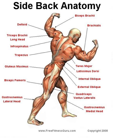 Your back is made up of three major muscle groups. Side Back Anatomy | Muscle anatomy, Body anatomy