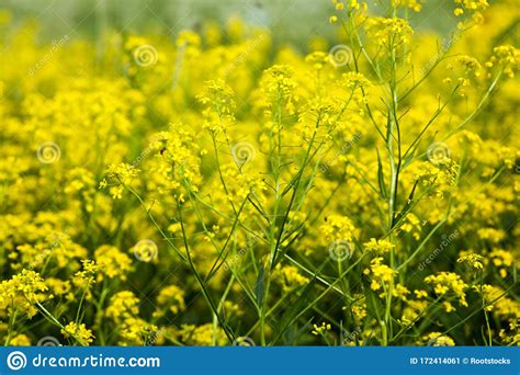 Yellow Rapeseed Flowers Brassica Napus Stock Image Image Of Biodiesel