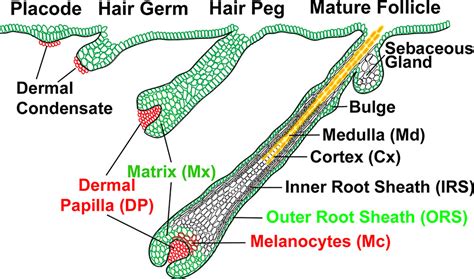 Integumentary System Hair Development Embryology