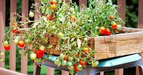 10 (30 to 40 f). How to grow cherry tomato in pot from seeds? | Container ...
