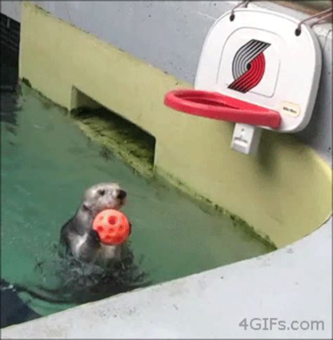 Otters Gifs Get The Best Gif On Gifer