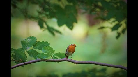 1 Minute Of Relaxing Music And Birds Singing Peaceful Piano Music By