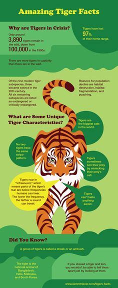 Tiger Facts For Kids