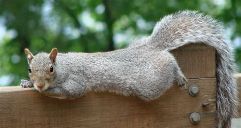 Pin By Drury University On Squirrels Squirrel Animals Chipmunks
