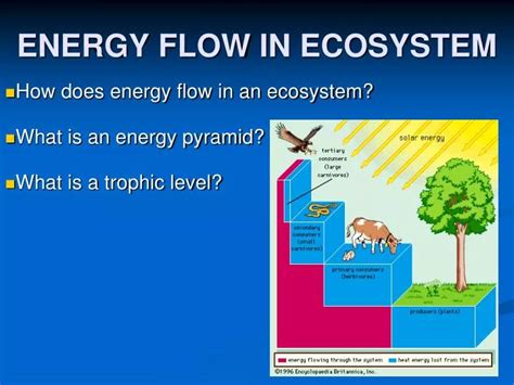 Ppt Energy Flow In Ecosystem Powerpoint Presentation Free Download