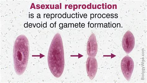 Organisms That Reproduce Asexually Biology Wise