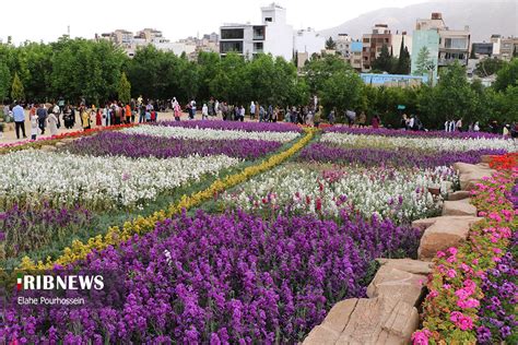 Iran Tourism National Festival Of Citrus Aurantium In Shiraz Iran