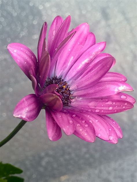Marguerite Flower Blossom Free Photo On Pixabay