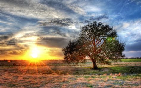 Lonely Tree Grass Sun Rays Sunset Clouds Wallpaper Nature And