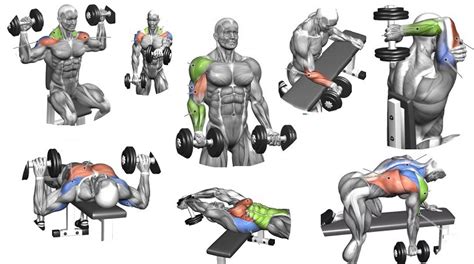 Weight Lifting At Home Dumbell Routines Fitness