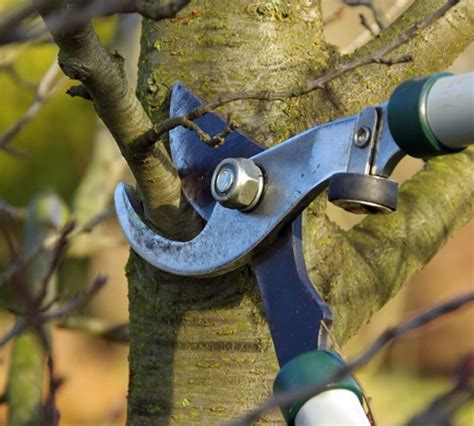 A Beginners Guide To Tree Pruning Triangle Gardener Magazine