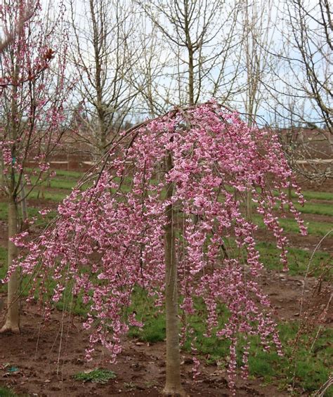 Pink Cascade Weeping Cherry Bower And Branch