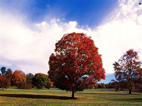 Park Red Trees Beautiful Views Wallpapers 1600x1200