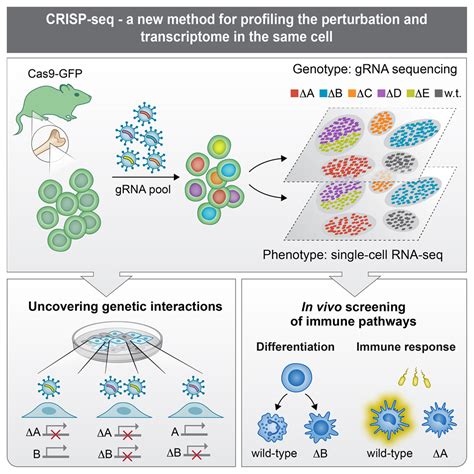 Dissecting Immune Circuits By Linking Crispr Pooled Screens With Single