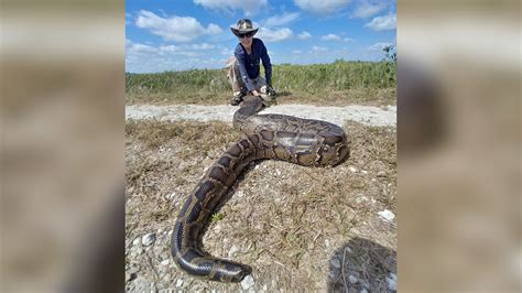 How Many Pythons Are In The Everglades