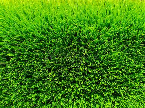 Beautiful Green Grass Background Texture And Environment Concept Green