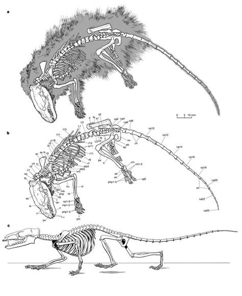 Eomaia Scansoria Earliest Eutherian Mammal Mammals Prehistoric