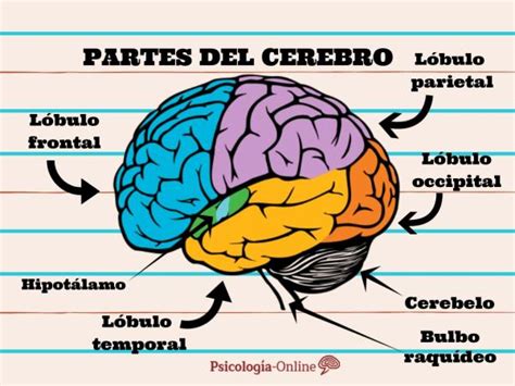 Partes Del Cerebro Y Sus Funciones ¡con Fotos