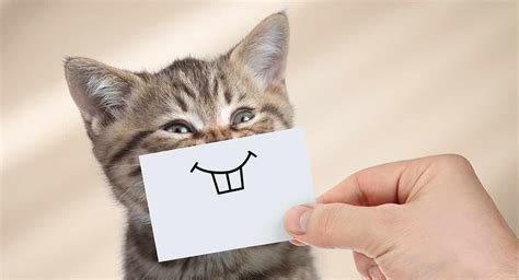 Do Cats Smile And How To Spot A Happy Cat Funny Cats And Dogs