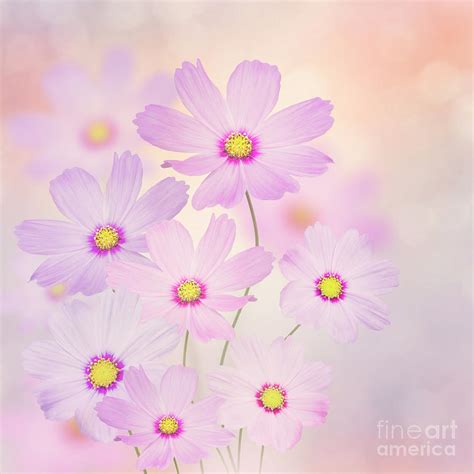 Purple Cosmos Flowers Photograph By Svetlana Foote Fine Art America