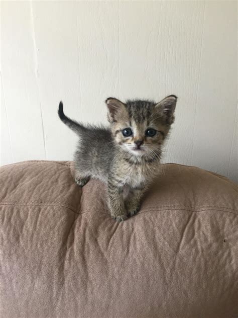 What Do Kittens Need At 4 Weeks