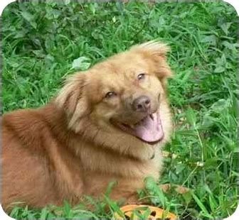 If you are looking to adopt or buy a aussie take a look here! BUDDY | Adopted Dog | Wallingford, CT | Golden Retriever ...