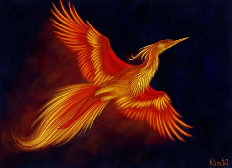 Téléchargement Gratuit √ Phoenix Pakshi Image 232369 Phoenix Bird