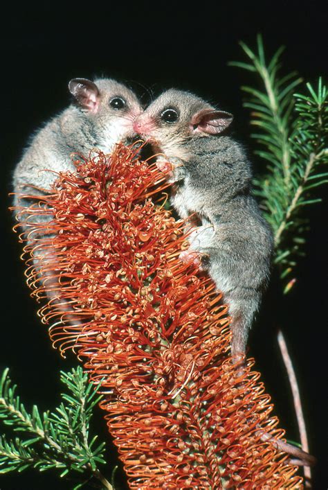 Eastern Pygmy Possum The Australian Museum