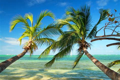 Beautiful Palms On Tropical Beach Stock Photo Image Of Ocean Land