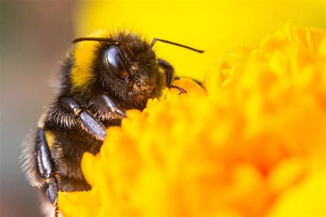Royalty Free Bumblebee Pictures Images And Stock Photos Istock