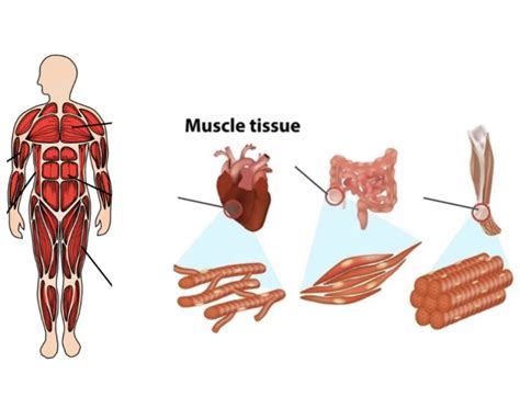 Muscular System Labels Quiz