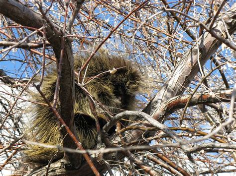 North American Porcupine On Antelope Island Utah Antelope Island