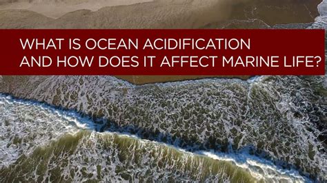 What Is Ocean Acidification And How Does It Affect Marine Life New
