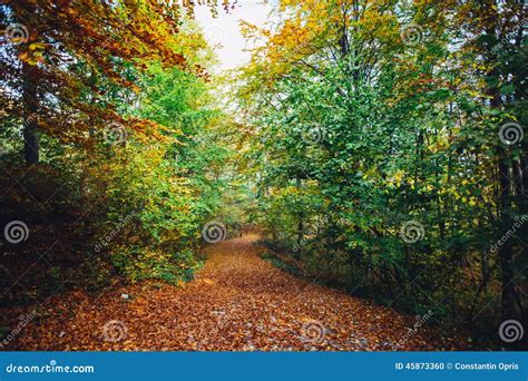 Autumn Forest Path Stock Photo Image Of Dense Decay 45873360