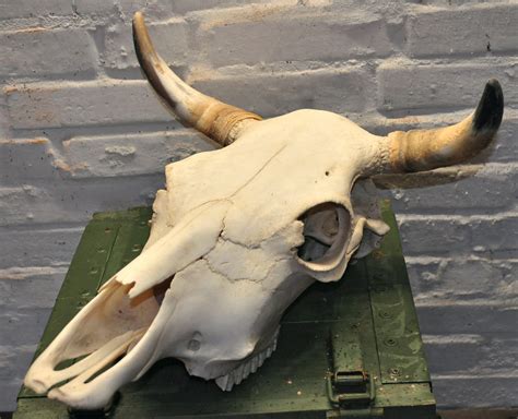 Real Cow Skull For Sale Only 2 Left At 75