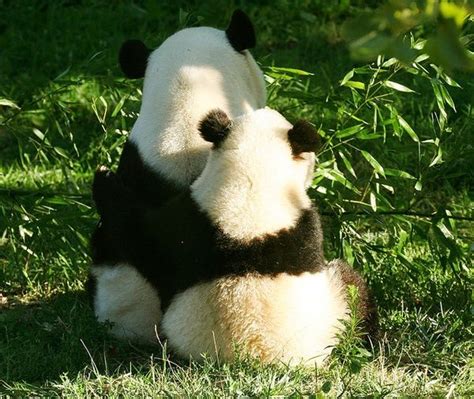 Cuddle Panda Bear Panda Hug Cute Panda