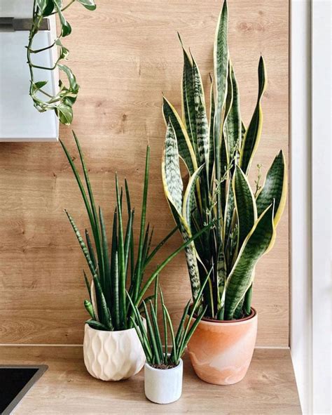 Snake Plant Care And 5 Amazing Benefits Of Sansevieria A Piece Of Rainbow