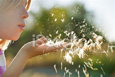 Dandelion Blowing Stock Photo Royalty Free Freeimages