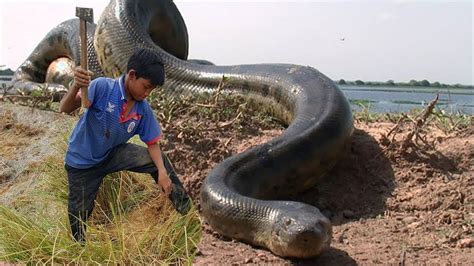 Saltwater Crocodile Largest Anaconda Ever Recorded Bxewhole