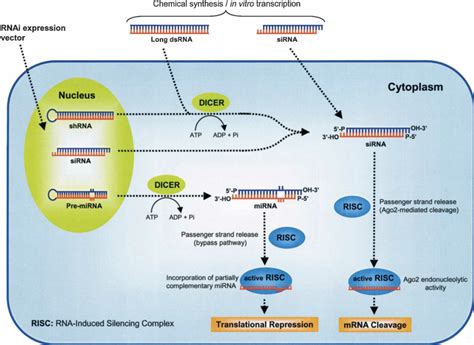 Mechanisms Of Rna Interference Rnai Rnai Is Triggered By Long
