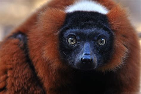 Wide Eyed By Robbobert On Deviantart Eyes San Antonio Zoo Animals