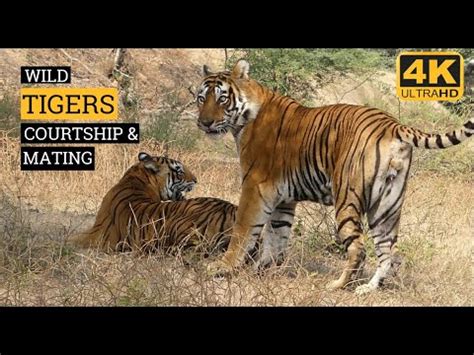 RARE FOOTAGE OF COURTING AND MATING TIGERS RANTHAMBORE TIGER VIDEOS