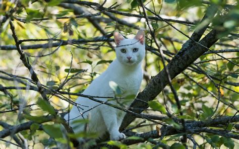 Download Wallpaper 3840x2400 Cat White Tree Branches 4k Ultra Hd 16