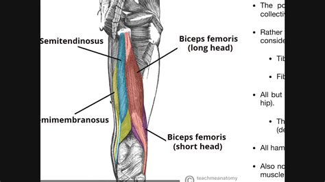 Leg Muscles Diagram Hamstring How To Recover From A Hamstring Injury Healthcog The Biceps