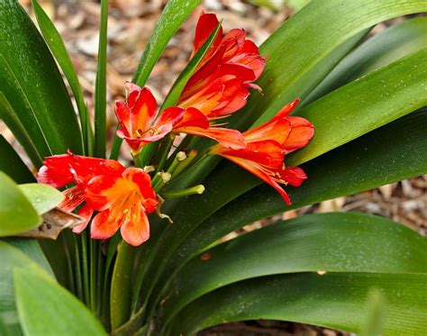 South African Bush Lilly Or Clivia Miniata Plants Floral Garden